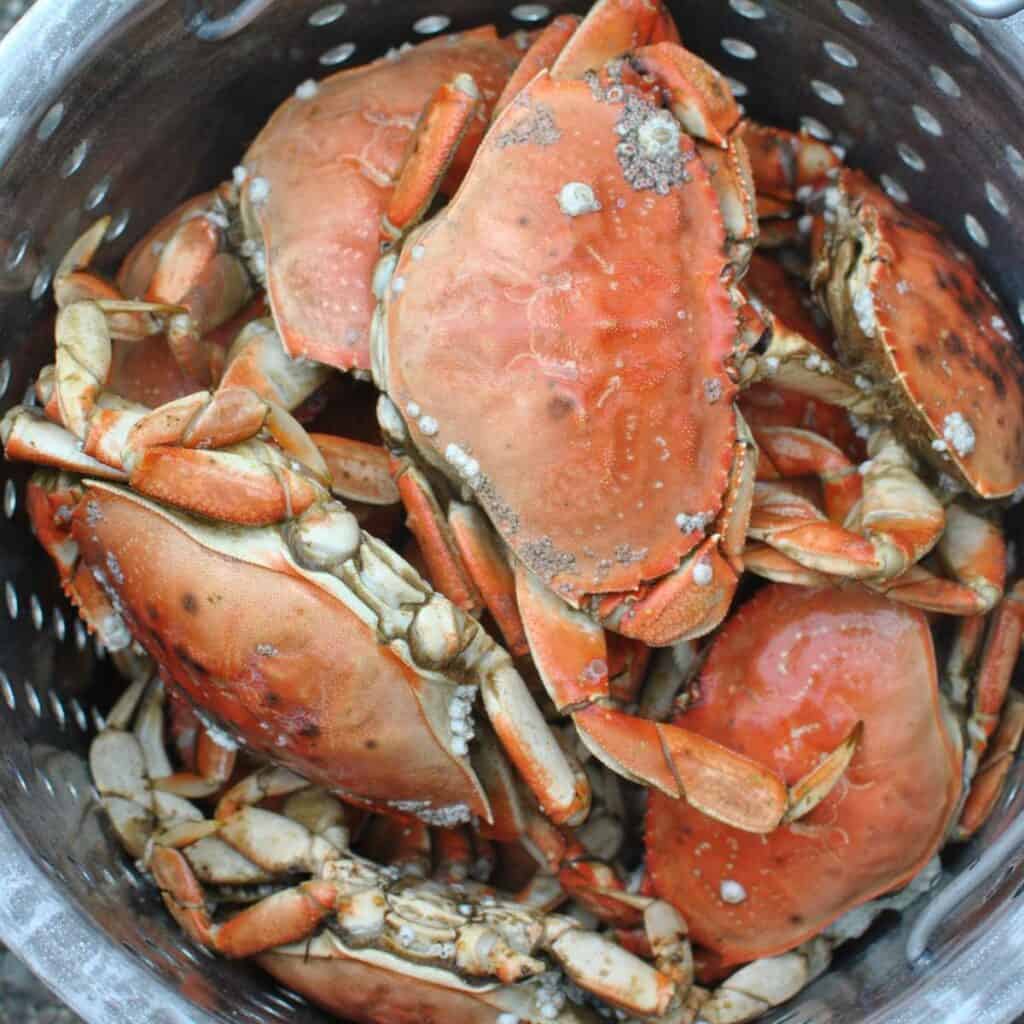 cooked crabs in the refrigerator